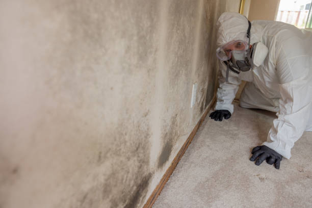 Water damage restoration mold remediation in Mountain Village, CO